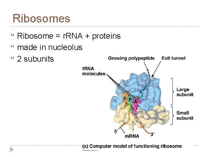 Ribosomes Ribosome = r. RNA + proteins made in nucleolus 2 subunits 