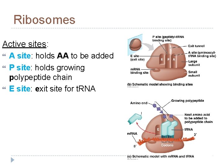 Ribosomes Active sites: A site: holds AA to be added P site: holds growing