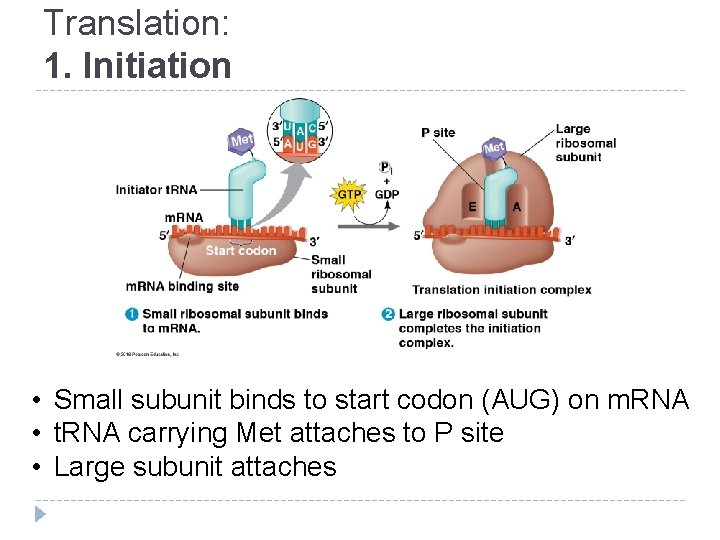 Translation: 1. Initiation • Small subunit binds to start codon (AUG) on m. RNA