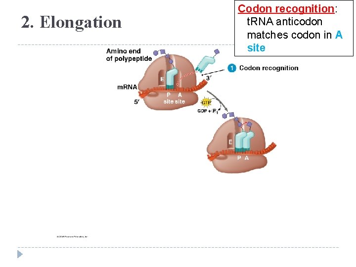 2. Elongation Codon recognition: t. RNA anticodon matches codon in A site 