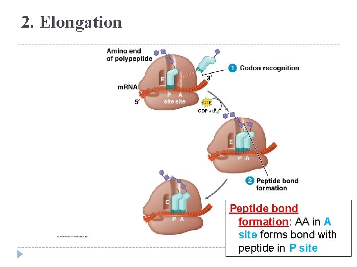 2. Elongation Peptide bond formation: AA in A site forms bond with peptide in