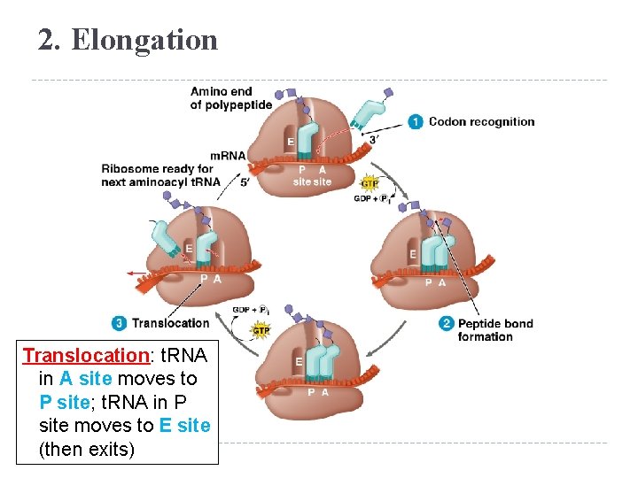 2. Elongation Translocation: t. RNA in A site moves to P site; t. RNA