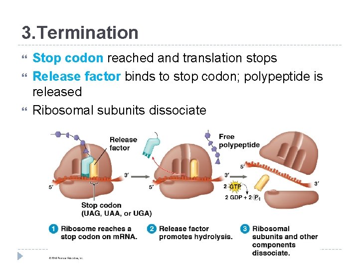 3. Termination Stop codon reached and translation stops Release factor binds to stop codon;