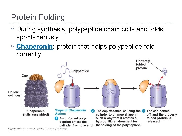 Protein Folding During synthesis, polypeptide chain coils and folds spontaneously Chaperonin: protein that helps