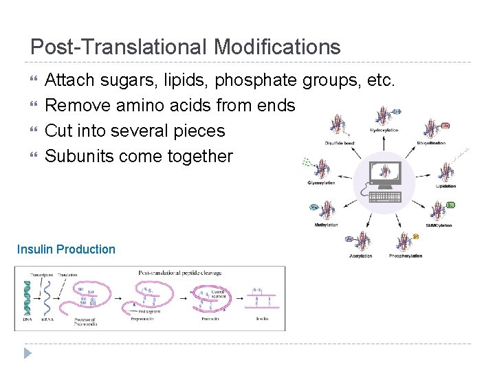 Post-Translational Modifications Attach sugars, lipids, phosphate groups, etc. Remove amino acids from ends Cut