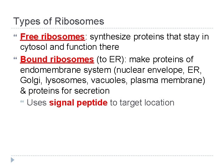Types of Ribosomes Free ribosomes: synthesize proteins that stay in cytosol and function there