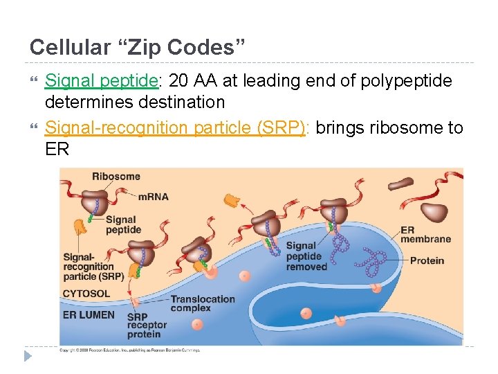 Cellular “Zip Codes” Signal peptide: 20 AA at leading end of polypeptide determines destination