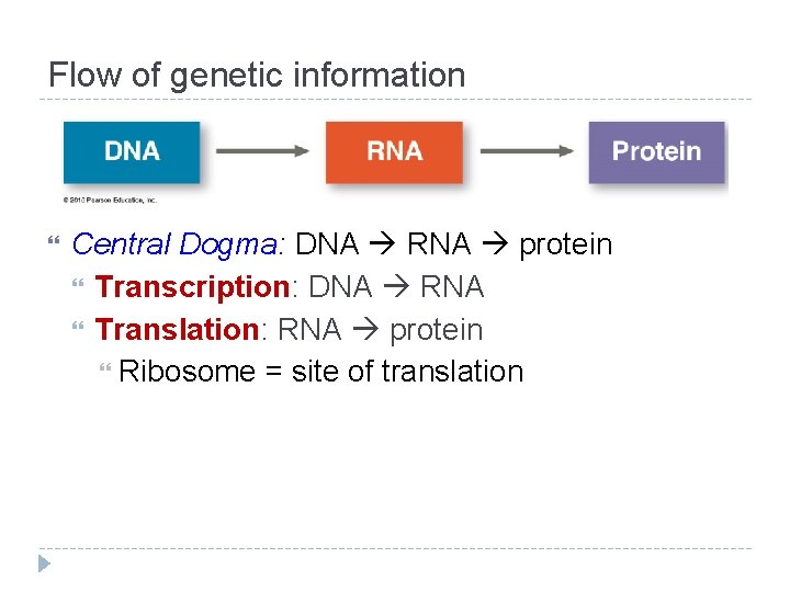 Flow of genetic information Central Dogma: DNA RNA protein Transcription: DNA RNA Translation: RNA