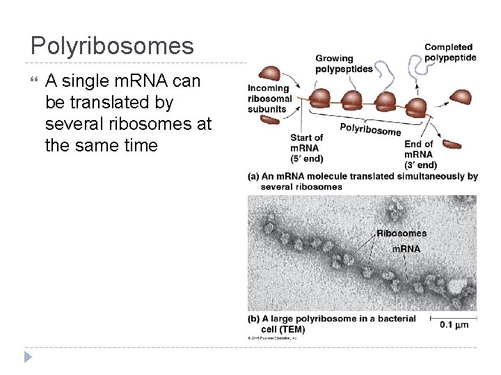 Polyribosomes A single m. RNA can be translated by several ribosomes at the same