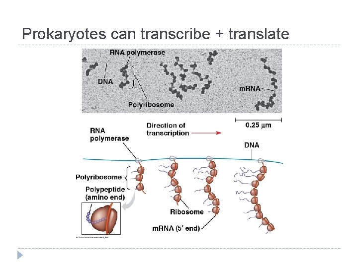 Prokaryotes can transcribe + translate 