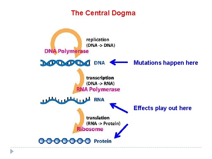 The Central Dogma Mutations happen here Effects play out here 