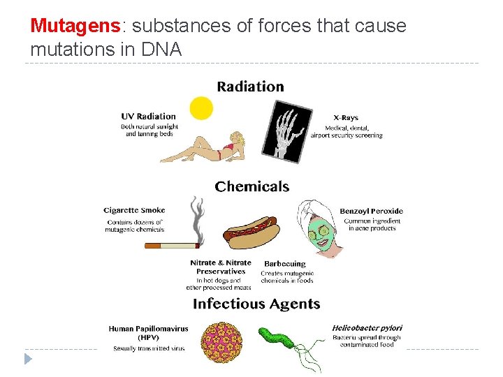 Mutagens: substances of forces that cause mutations in DNA 
