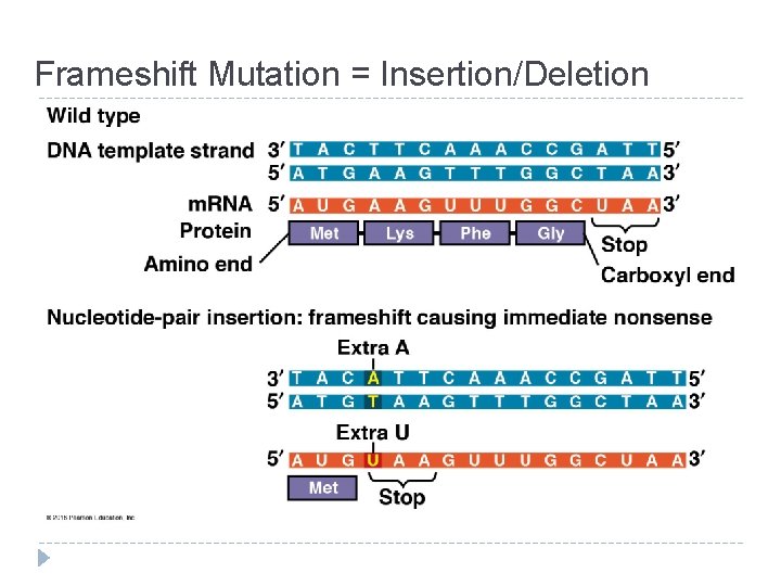 Frameshift Mutation = Insertion/Deletion 