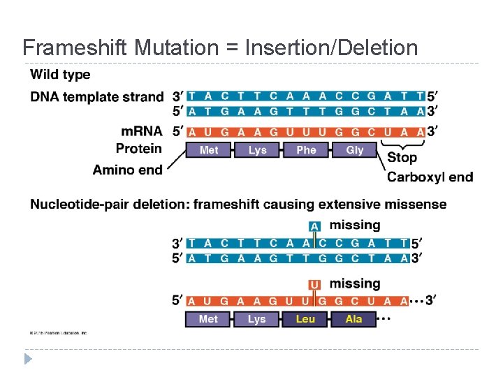 Frameshift Mutation = Insertion/Deletion 