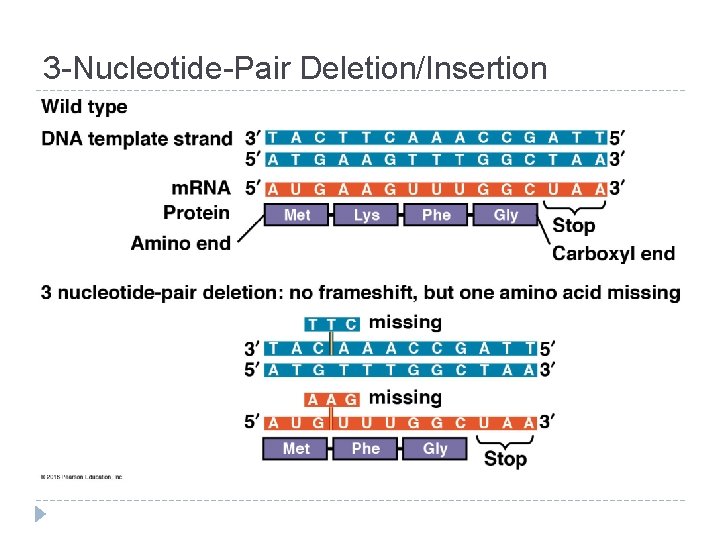 3 -Nucleotide-Pair Deletion/Insertion 