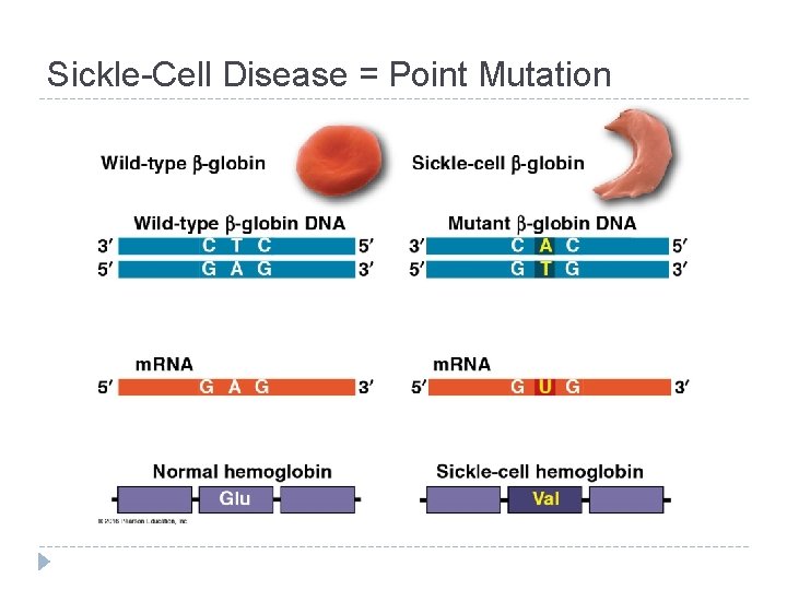 Sickle-Cell Disease = Point Mutation 