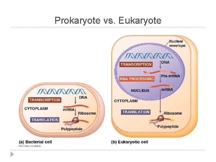 Prokaryote vs. Eukaryote 