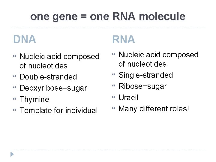 one gene = one RNA molecule DNA Nucleic acid composed of nucleotides Double-stranded Deoxyribose=sugar