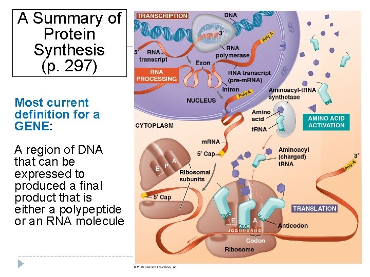 A Summary of Protein Synthesis (p. 297) Most current definition for a GENE: A