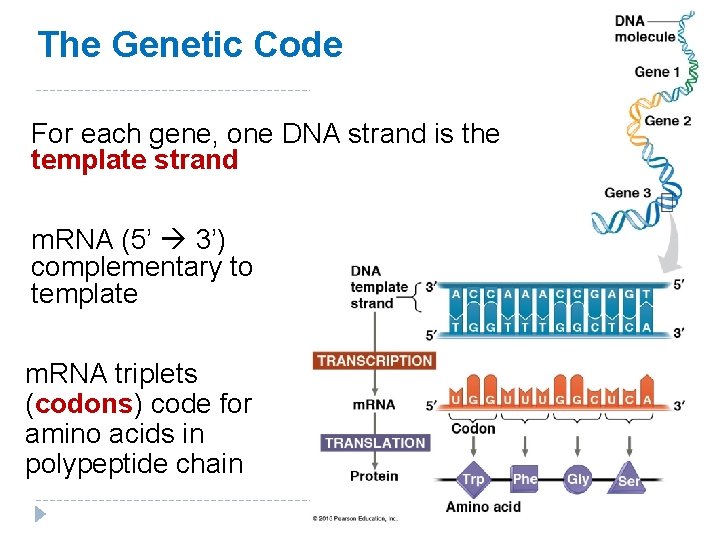 The Genetic Code For each gene, one DNA strand is the template strand m.