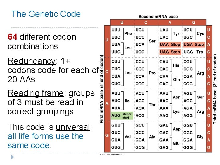 The Genetic Code 64 different codon combinations Redundancy: 1+ codons code for each of