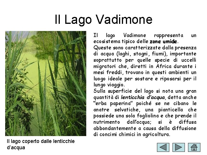 Il Lago Vadimone Il lago Vadimone rappresenta un ecosistema tipico delle zone umide. Queste