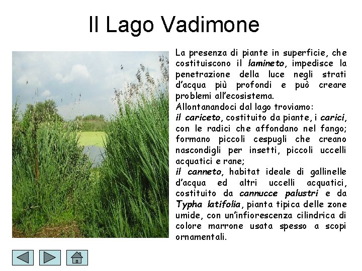 Il Lago Vadimone La presenza di piante in superficie, che costituiscono il lamineto, impedisce
