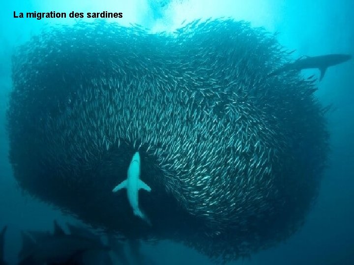 La migration des sardines 