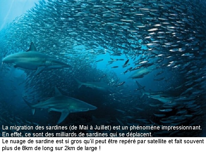 La migration des sardines (de Mai à Juillet) est un phénomène impressionnant. En effet,