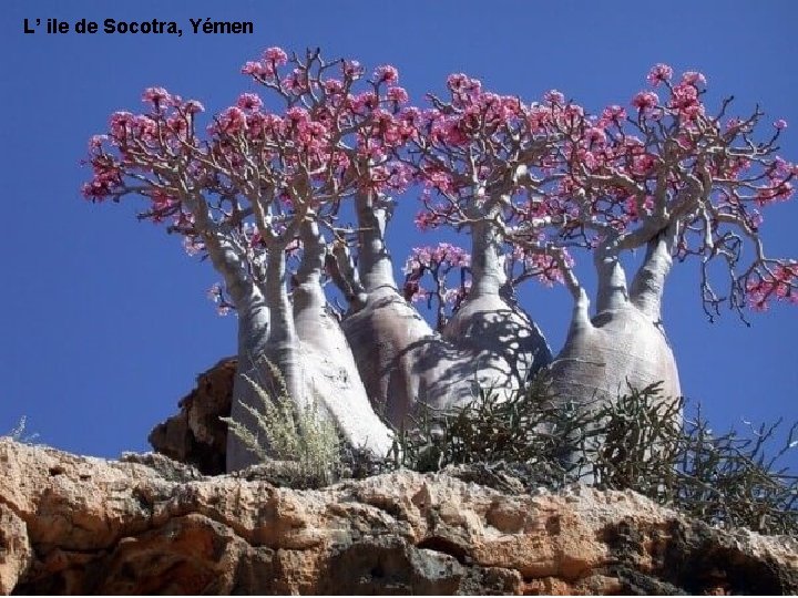L’ ile de Socotra, Yémen 