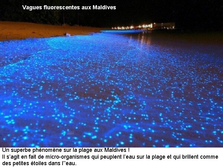 Vagues fluorescentes aux Maldives Un superbe phénomène sur la plage aux Maldives ! Il