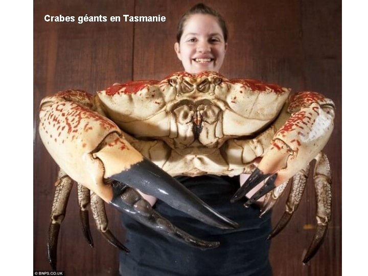 Crabes géants en Tasmanie 