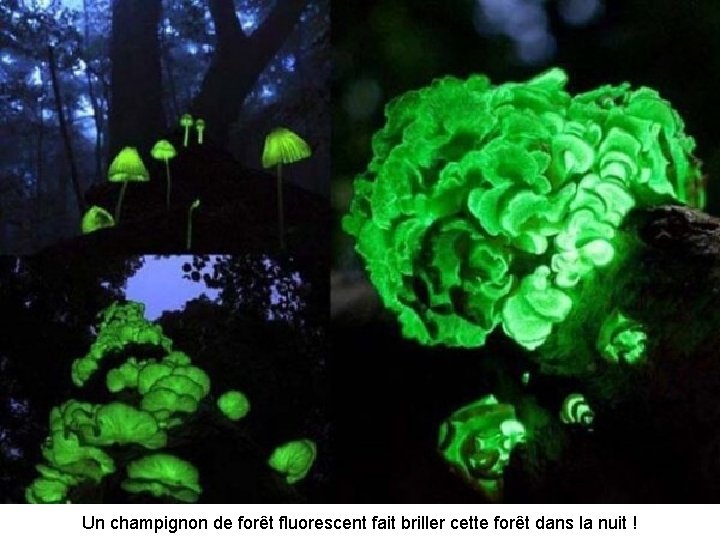 Un champignon de forêt fluorescent fait briller cette forêt dans la nuit ! 