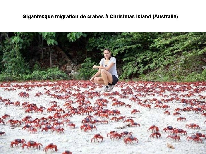 Gigantesque migration de crabes à Christmas Island (Australie) 
