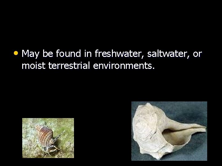  • May be found in freshwater, saltwater, or moist terrestrial environments. 