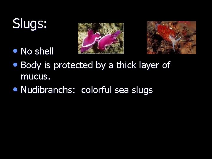 Slugs: • No shell • Body is protected by a thick layer of mucus.