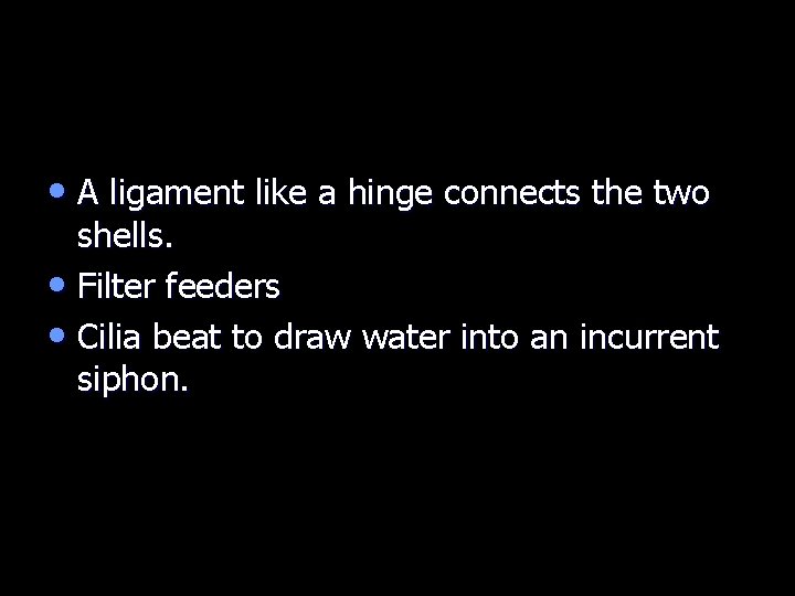  • A ligament like a hinge connects the two shells. • Filter feeders