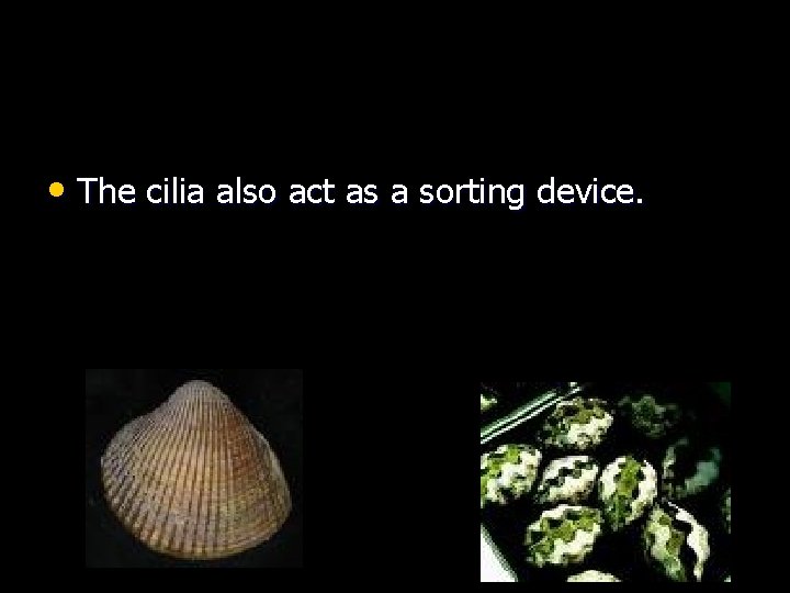  • The cilia also act as a sorting device. 
