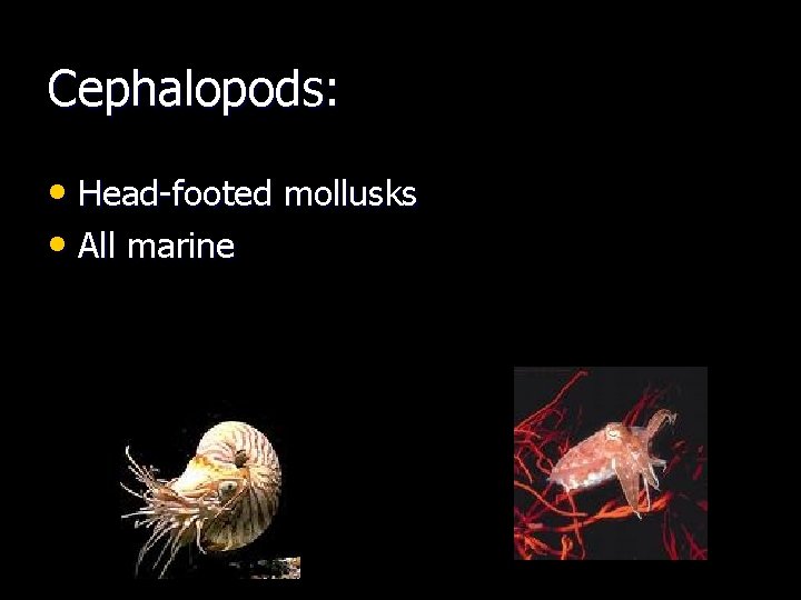 Cephalopods: • Head-footed mollusks • All marine 