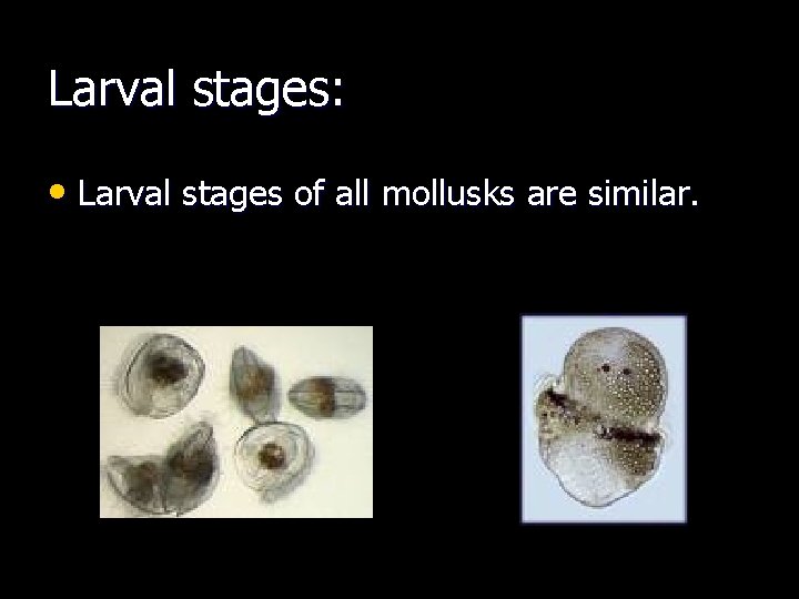 Larval stages: • Larval stages of all mollusks are similar. 