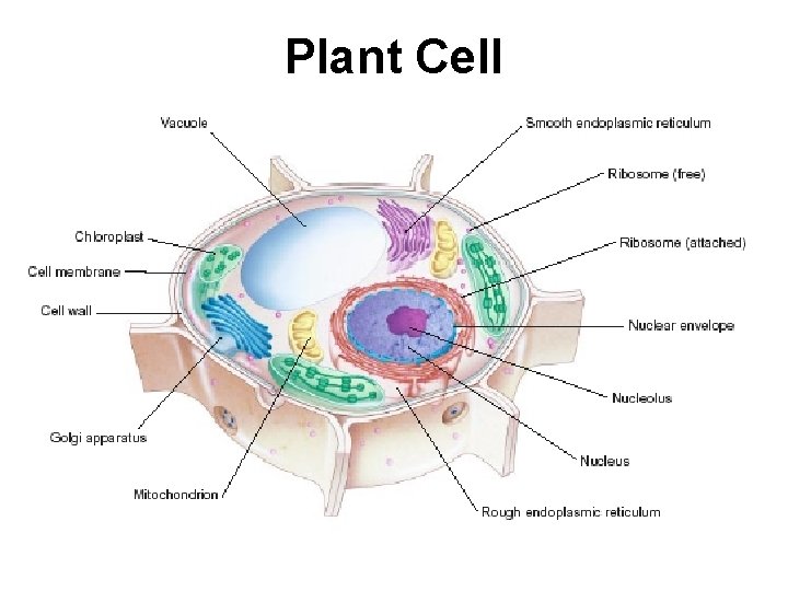 Plant Cell 