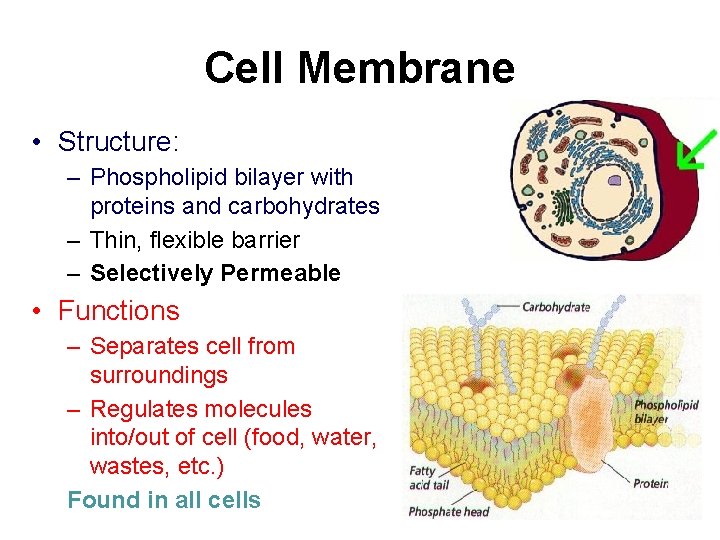 Cell Membrane • Structure: – Phospholipid bilayer with proteins and carbohydrates – Thin, flexible