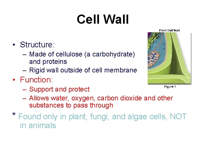 Cell Wall • Structure: – Made of cellulose (a carbohydrate) and proteins – Rigid