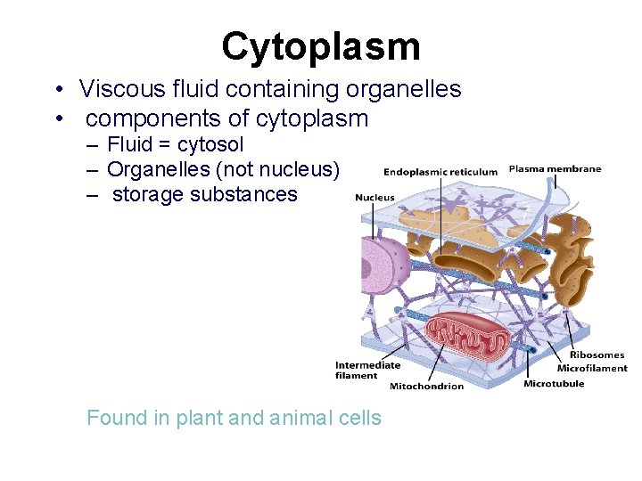 Cytoplasm • Viscous fluid containing organelles • components of cytoplasm – Fluid = cytosol