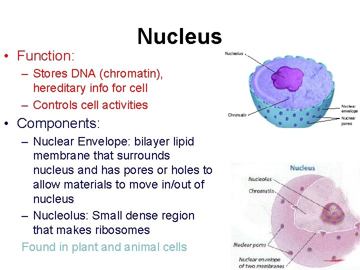  • Function: Nucleus – Stores DNA (chromatin), hereditary info for cell – Controls