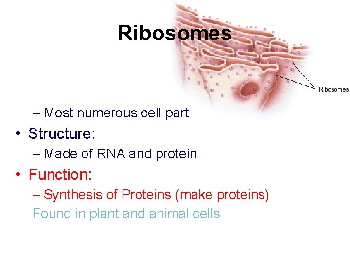 Ribosomes – Most numerous cell part • Structure: – Made of RNA and protein