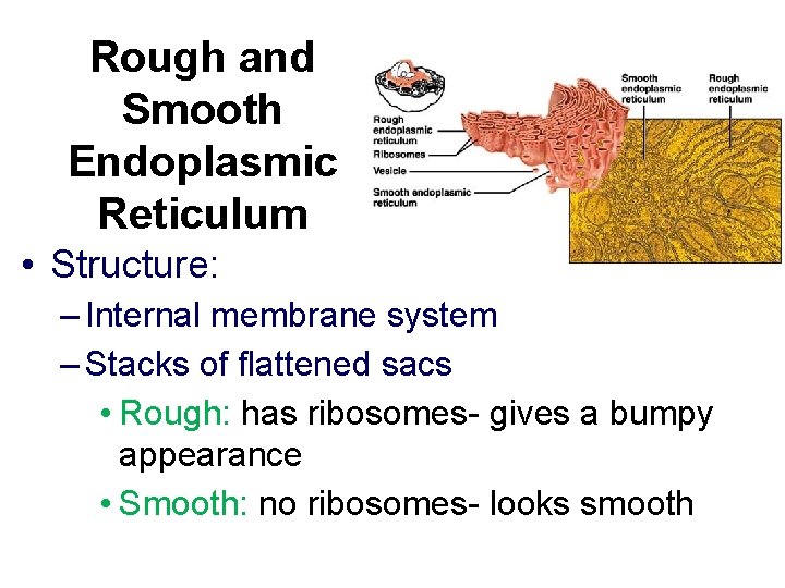 Rough and Smooth Endoplasmic Reticulum • Structure: – Internal membrane system – Stacks of