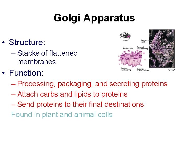 Golgi Apparatus • Structure: – Stacks of flattened membranes • Function: – Processing, packaging,