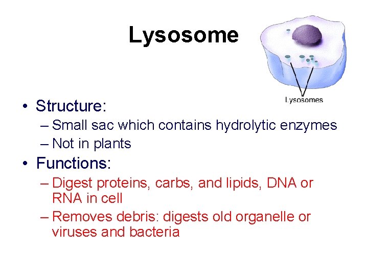 Lysosome • Structure: – Small sac which contains hydrolytic enzymes – Not in plants