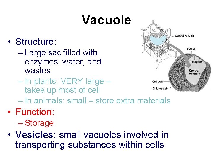 Vacuole • Structure: – Large sac filled with enzymes, water, and wastes – In